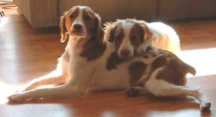 Ataboy Brittany Puppies For Sale