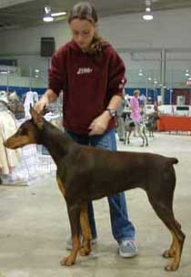 Candice and praciticing with for show with a Doberman