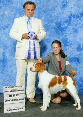 Brittany dogs shows and handling
