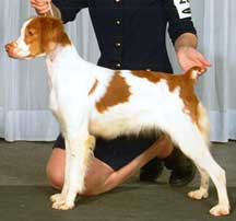 Top Dog Show Brittanys