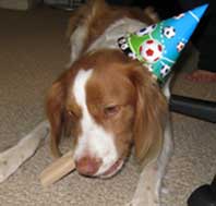 Diego - Brittany puppy Birthday