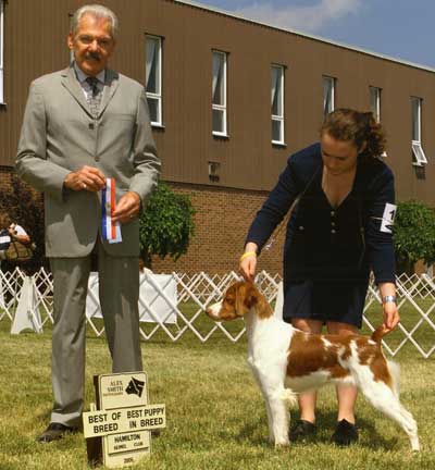 Brittany Spaniel female
