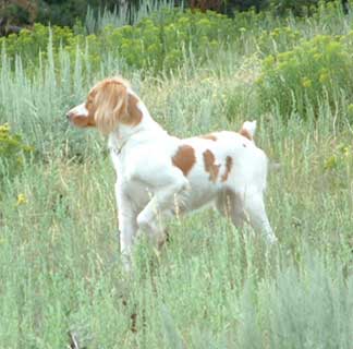 Ginger Brittany dog pointing