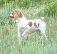 Brittany Hunting Dogs