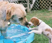 Ollie and Jazz