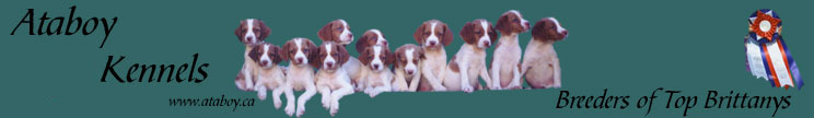 Brittany puppies Brittany dogs Ataboy Reg'd Kennels