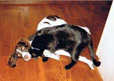 Reacher and kitty - Arizona