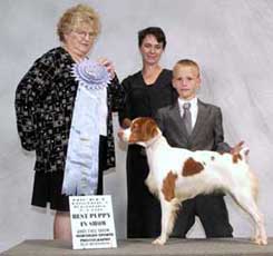 Darren Grant Brittany Spaniel Breeder and dog show handler