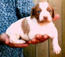 6 week old Brittany puppies