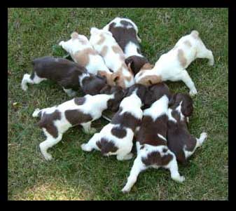 feeding puppies I only feed Purina Pro Plan