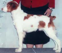 Top Dog Show Brittanys