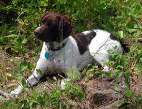 American Brittany Spaniel dogs