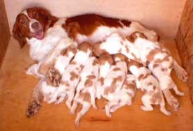 Starr and 12 Brittany puppys