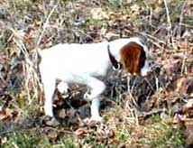 Brittany Hunting Dogs