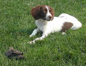 Hunting Brittanys , Brittany puppies