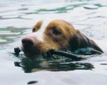 Brittany spaniel hunting dogs