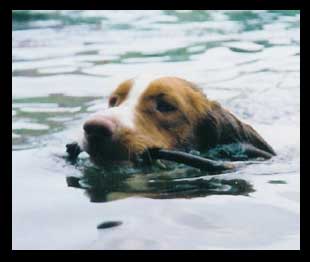 Brittany Spaniel Breeder Shelley Grant