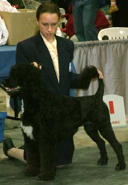 Candice Grant Dog Show Handler