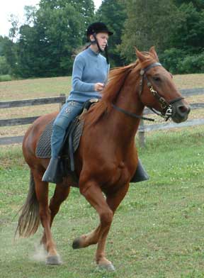 Candice Grant horses