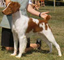 Top Dog Show Brittanys