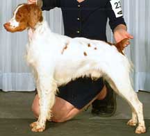 Top Dog Show Brittanys