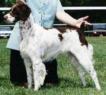 Top Dog Show Brittanys