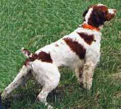 Brittany spaniel hunting dogs