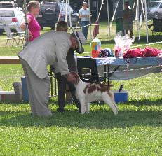 Darren Grant Brittany Spaniel Breeder and dog show handler