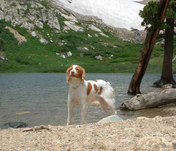 Ginger Brittany Dog