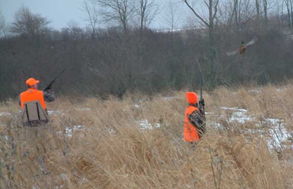 Brittany spaniel hunting dogs