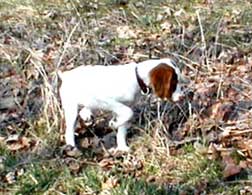 Pointing Brittany puppy