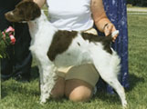 Bridget wins over many Brittany Spaniels in the show ring