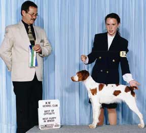 Brittany show dog