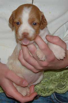 Brittany Puppies