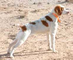 Brittany Hunting Dogs