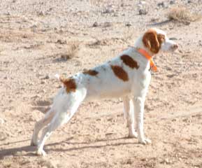 Brittany Spaniel Ataboy