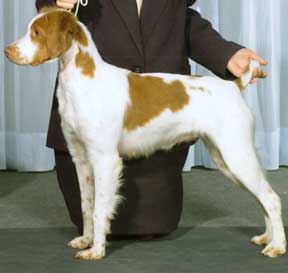 Brittany Spaniel Ataboy