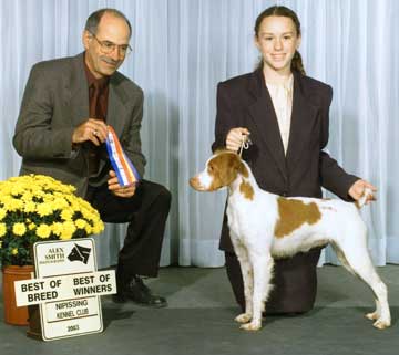 Brittany Spaniel Ataboy