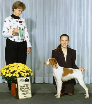 Brittany Spaniel Ataboy