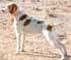 Maggie Brittany Dog