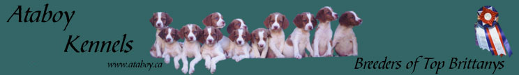 Brittany spaniel hunting dogs