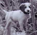 Brittany spaniel hunting dogs