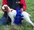 Penny Brittany dog