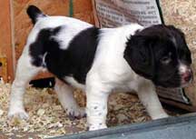 Brittany Hunting Dogs