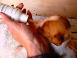 bottle feeding Brittany puppy