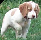 8 week old Brittany puppy