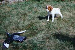 Brittany puppies training