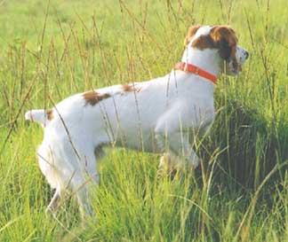 Brittany Hunting Dogs