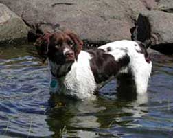 Brittany spaniel hunting dogs