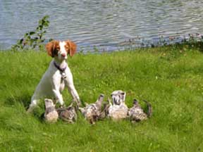 Brittany Hunting Dogs